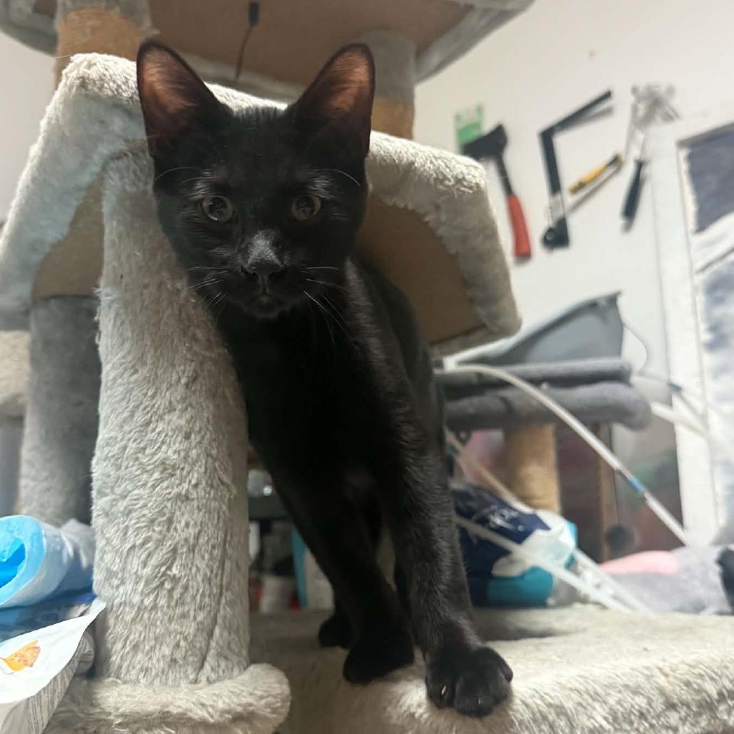 Enlarge Thomas, a Adoptable Domestic Short Hair in Wilmington, NC image 2/6