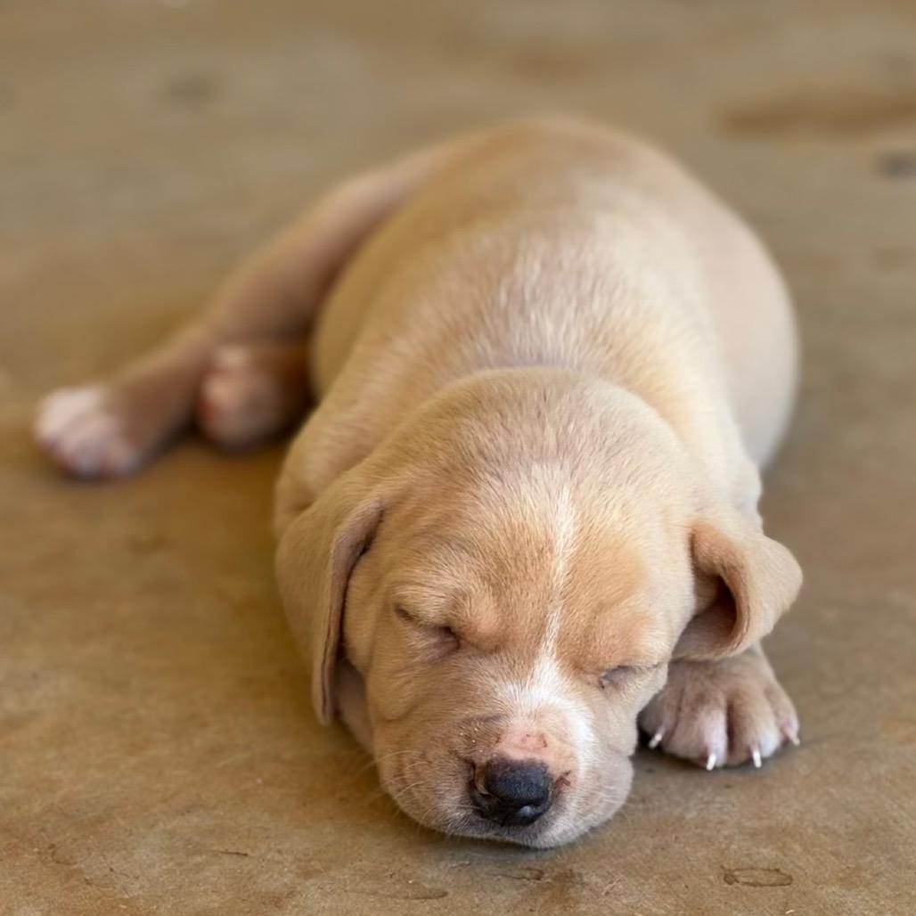 Boo, Adoptable, Puppy Male Retriever.