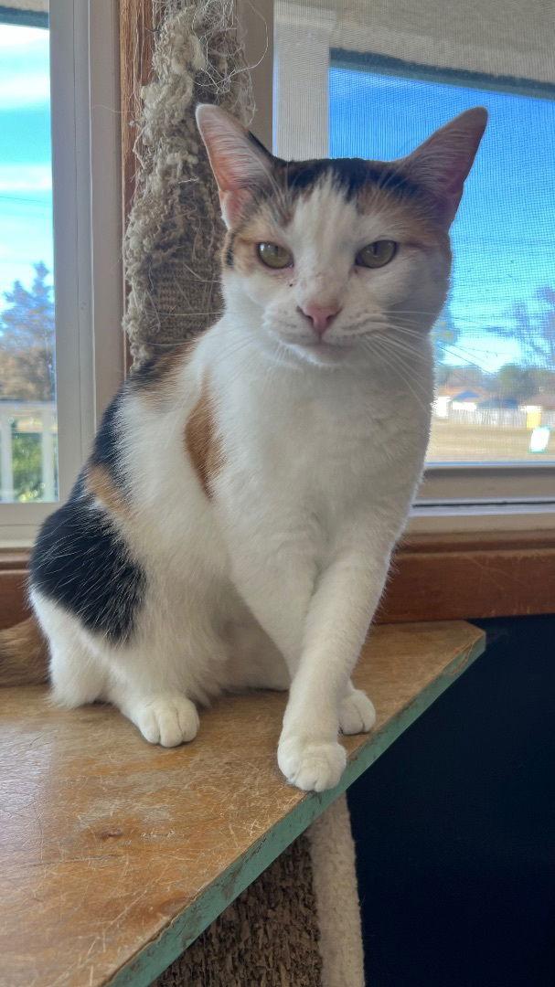 Calie, a Adoptable Calico in Hopewell, VA image 1/3