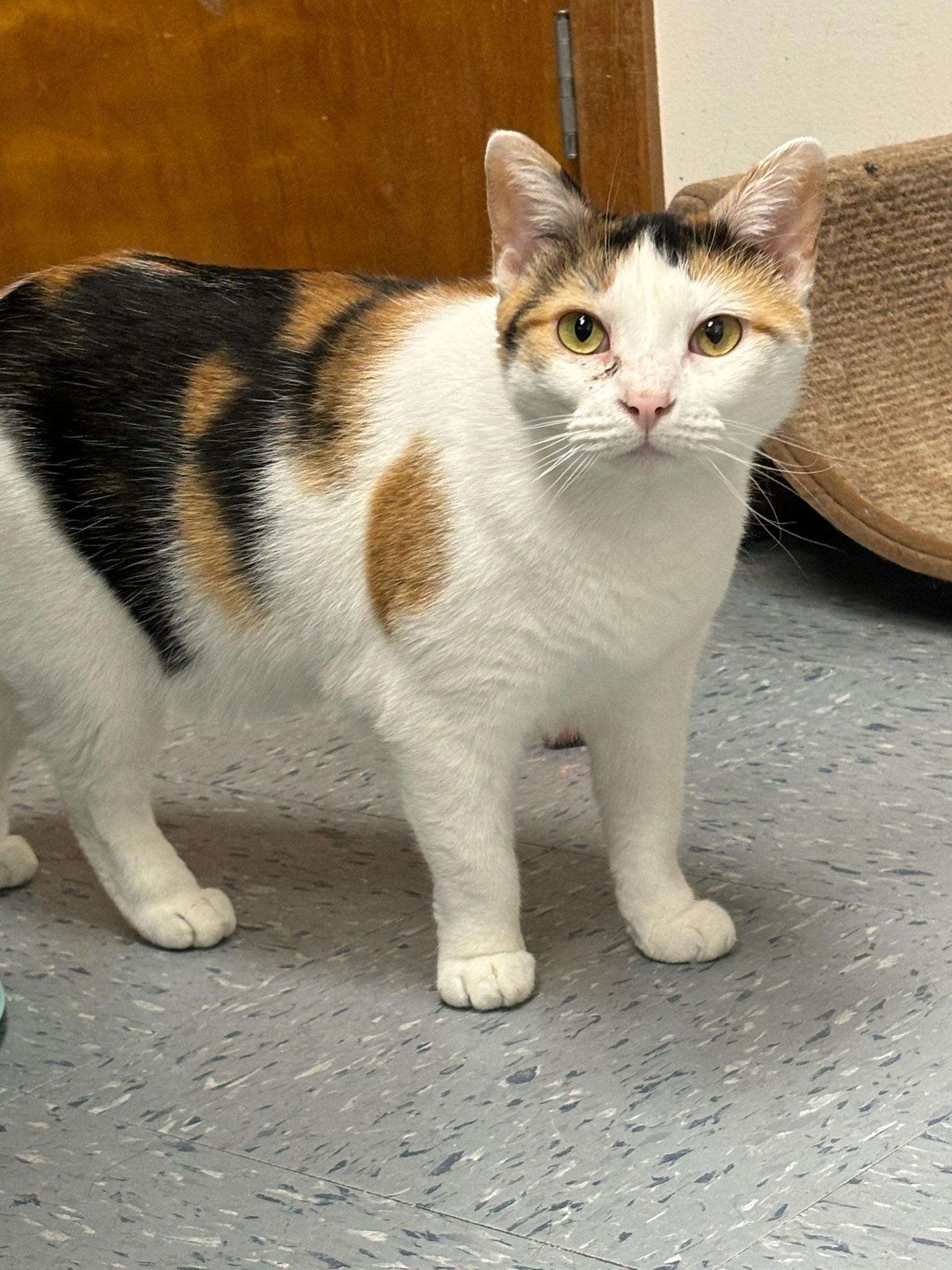 Calie, a Adoptable Calico in Hopewell, VA image 2/3