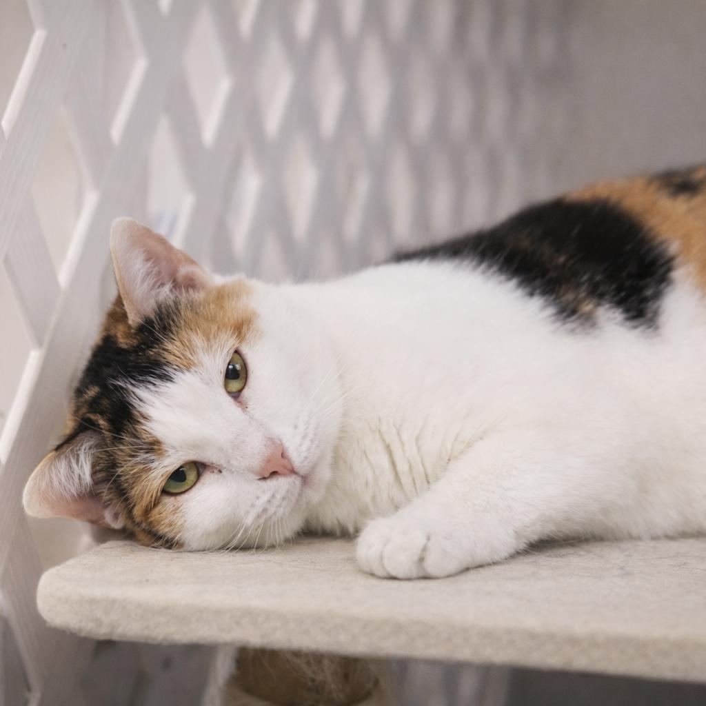 Enlarge Calie, a Adoptable Calico in Hopewell, VA image 2/3