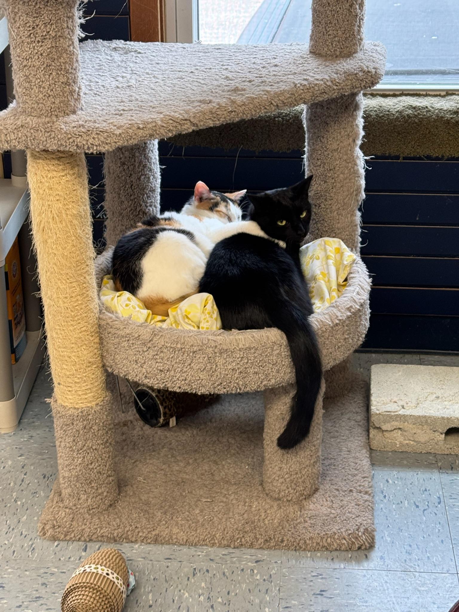 Calie, a Adoptable Calico in Hopewell, VA image 3/3