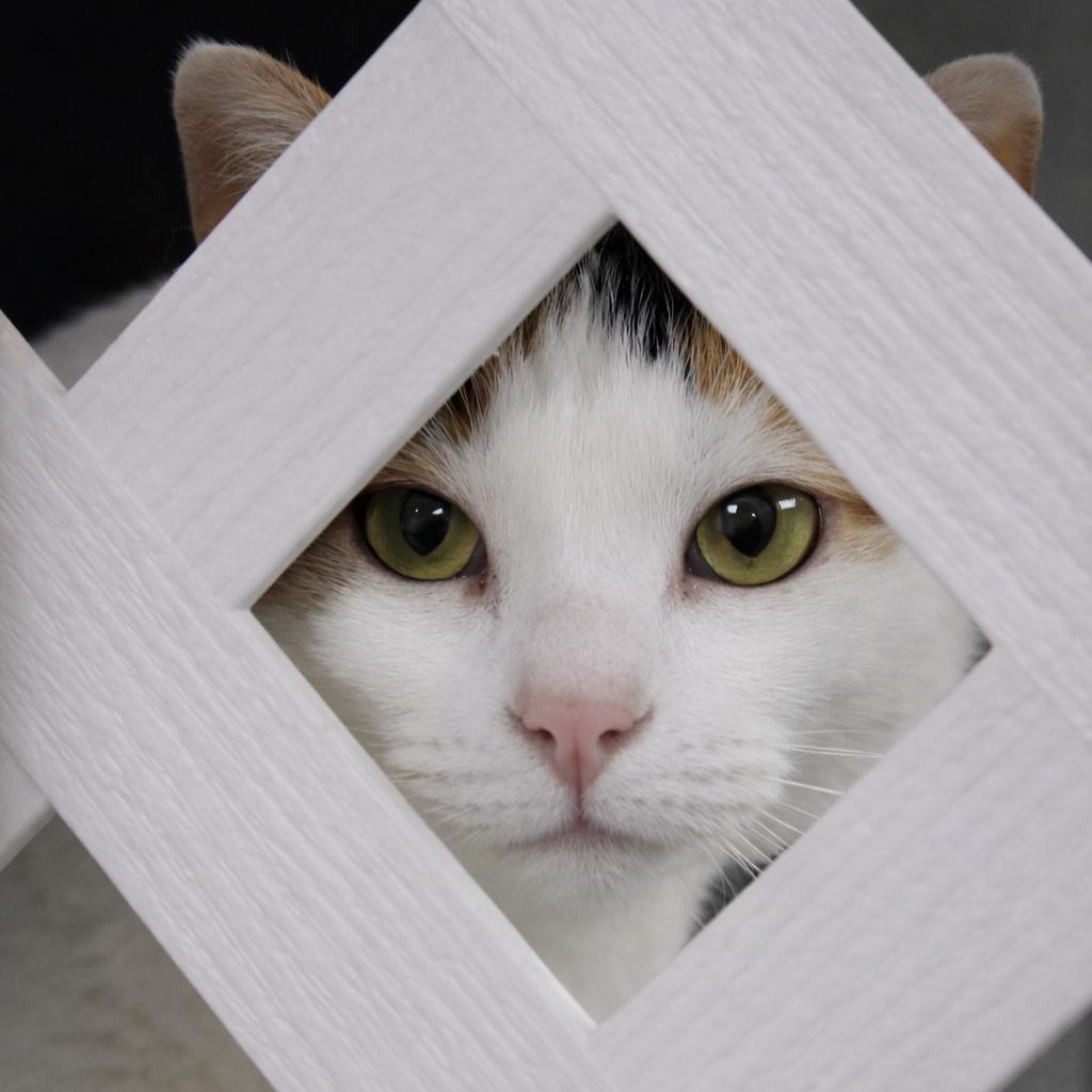 Enlarge Calie, a Adoptable Calico in Hopewell, VA image 3/3