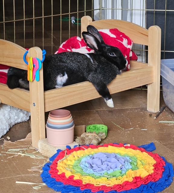 Lemon, Adopted, Young Female Dutch.