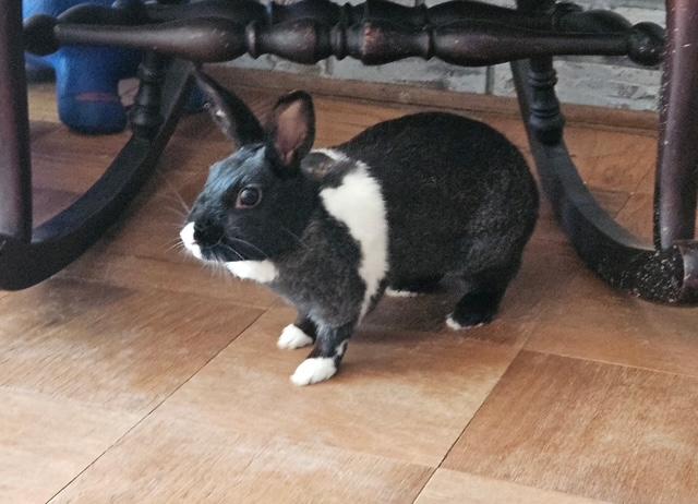 Enlarge Lemon, a Adopted mixed breed in Cuyahoga Falls, OH image 2/3