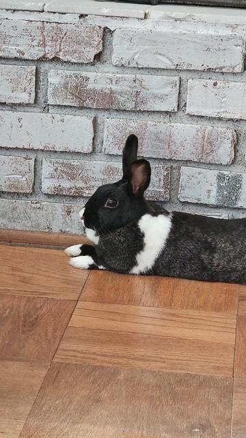 Enlarge Lemon, a Adopted mixed breed in Cuyahoga Falls, OH image 3/3