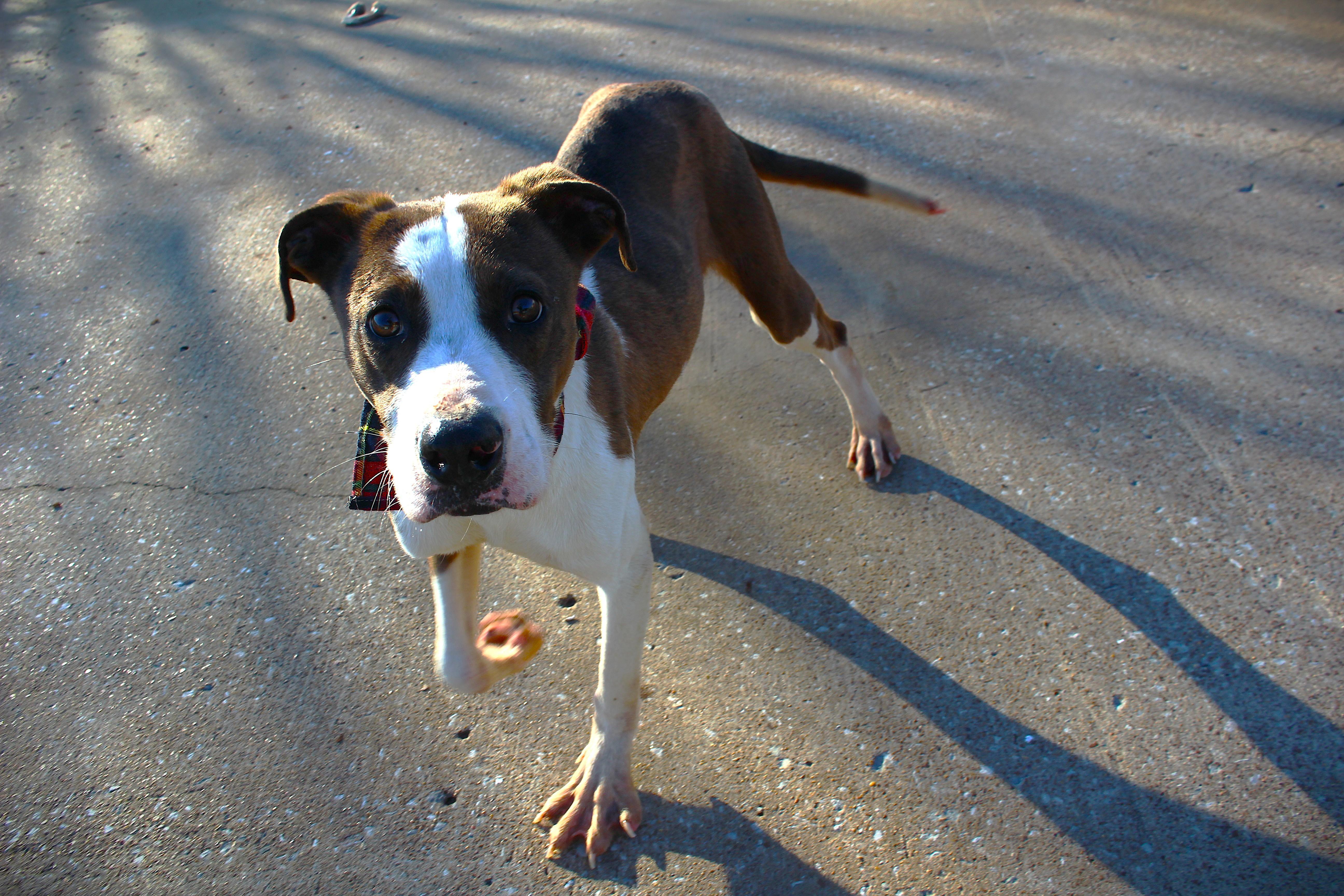 Enlarge Mikey, a Adoptable mixed breed in Greensboro, NC image 2/2