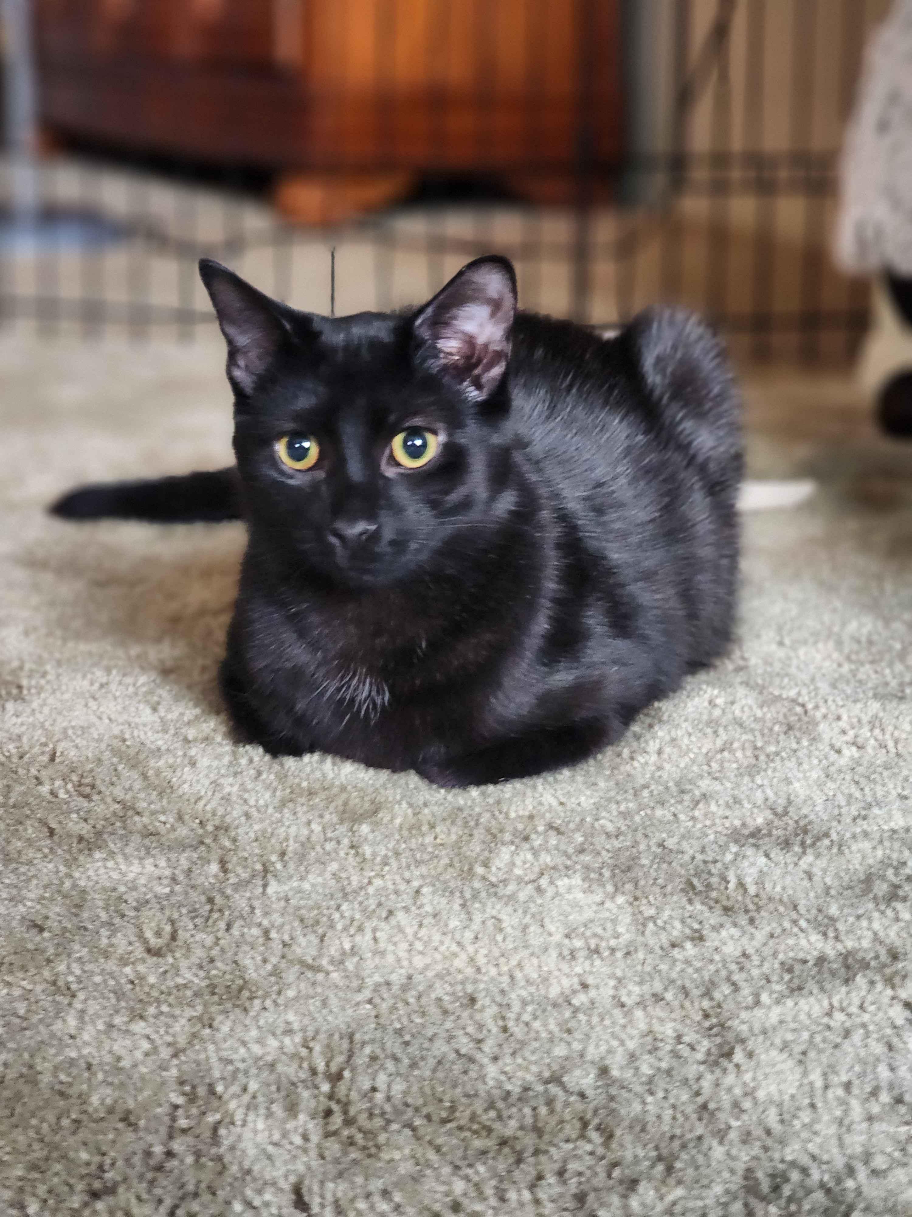 Enlarge Moonlight, a Adopted Domestic Short Hair in Novi, MI image 1/6