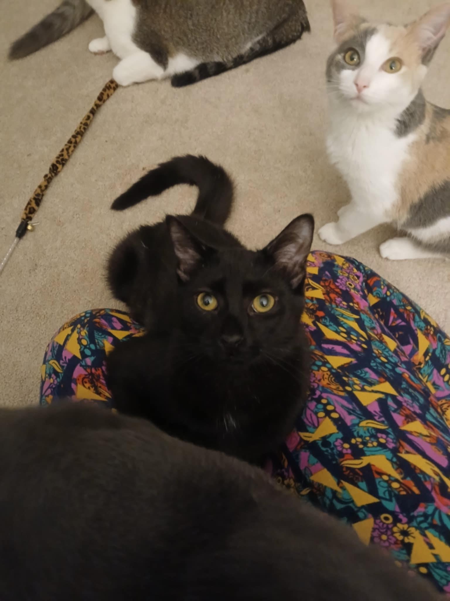 Enlarge Moonlight, a Adopted Domestic Short Hair in Novi, MI image 3/6