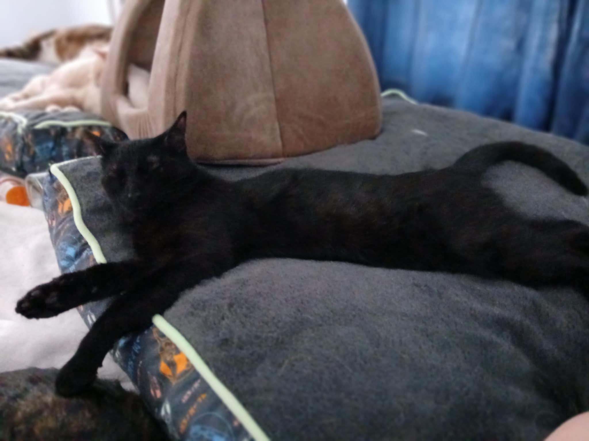 Enlarge Moonlight, a Adopted Domestic Short Hair in Novi, MI image 2/6