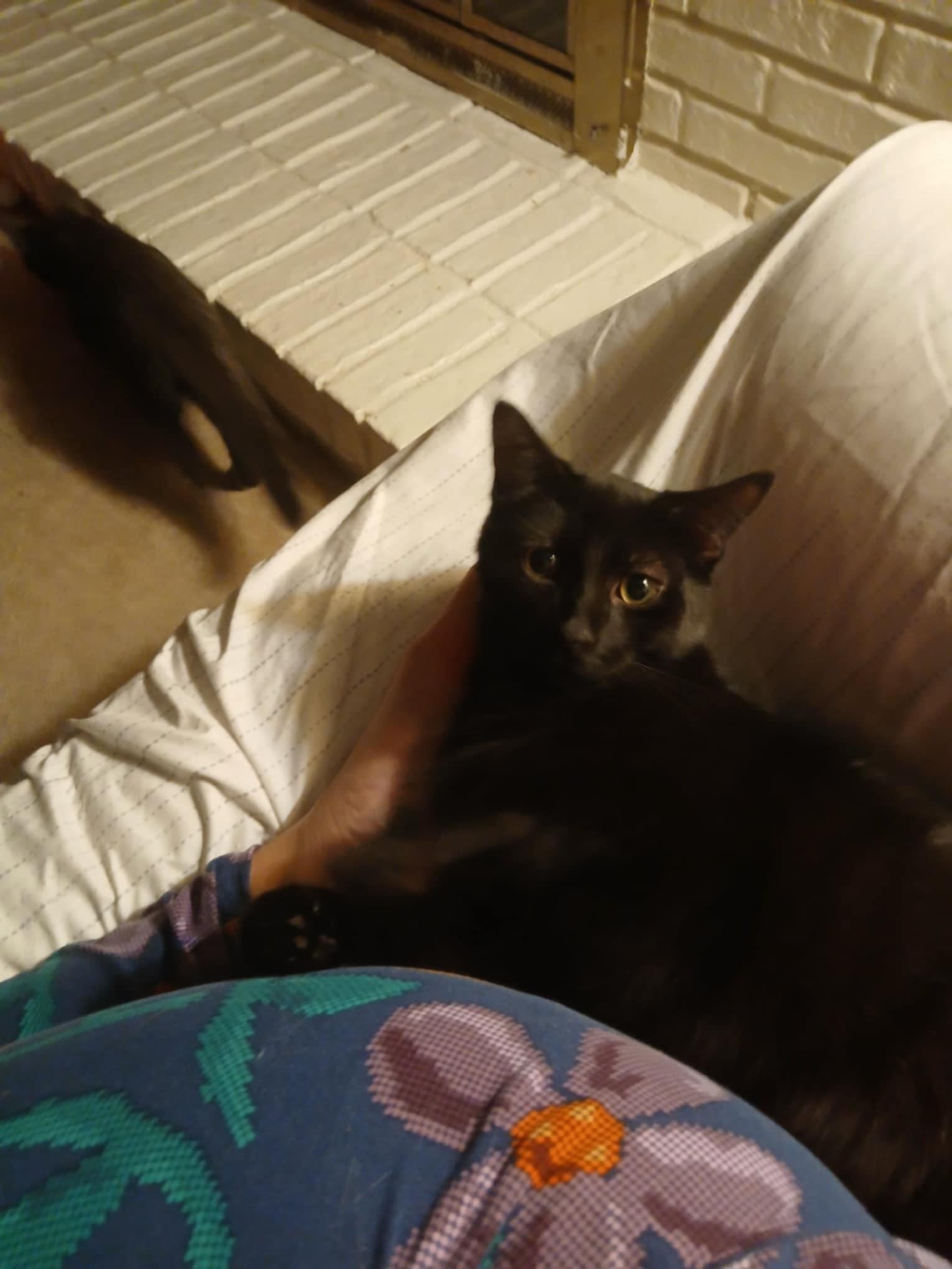 Enlarge Moonlight, a Adopted Domestic Short Hair in Novi, MI image 5/6