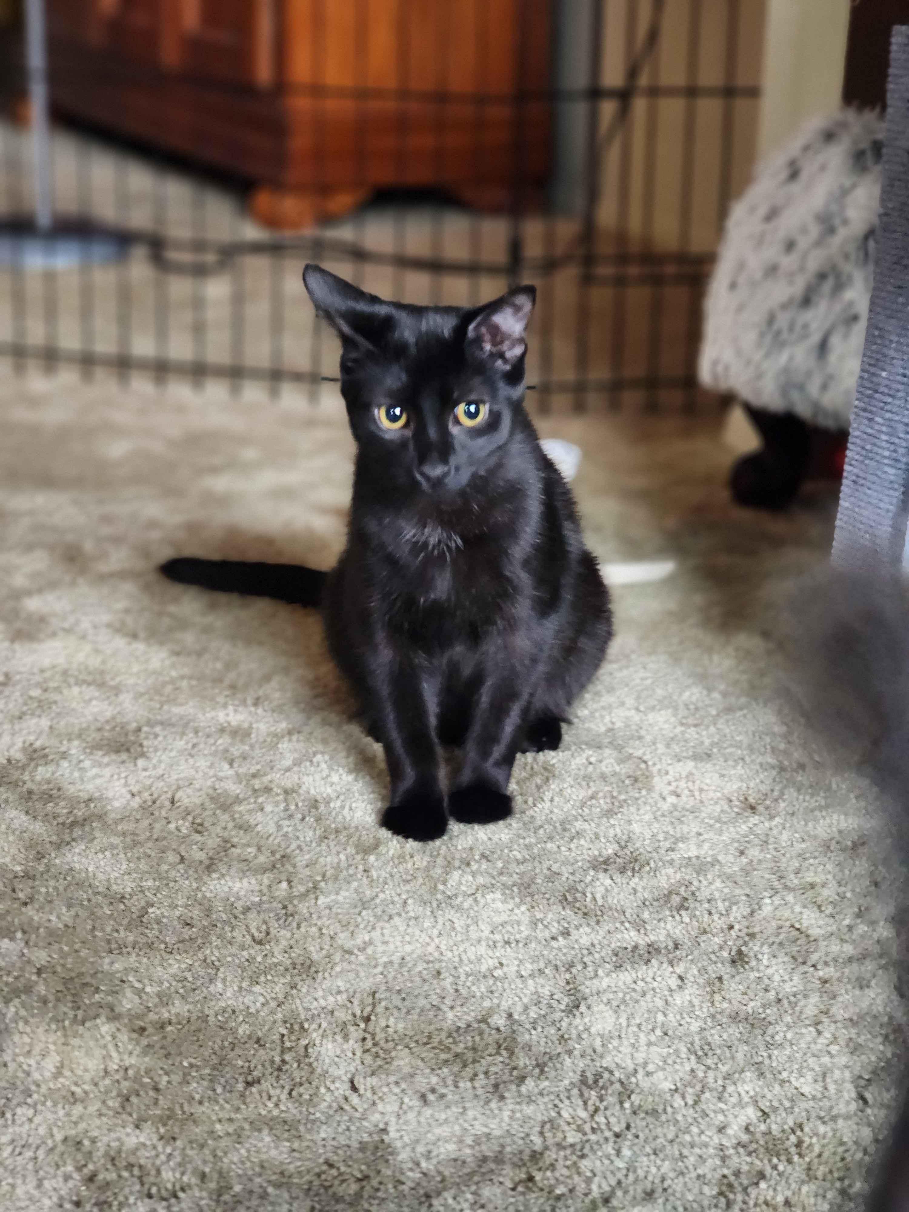 Enlarge Moonlight, a Adopted Domestic Short Hair in Novi, MI image 4/6