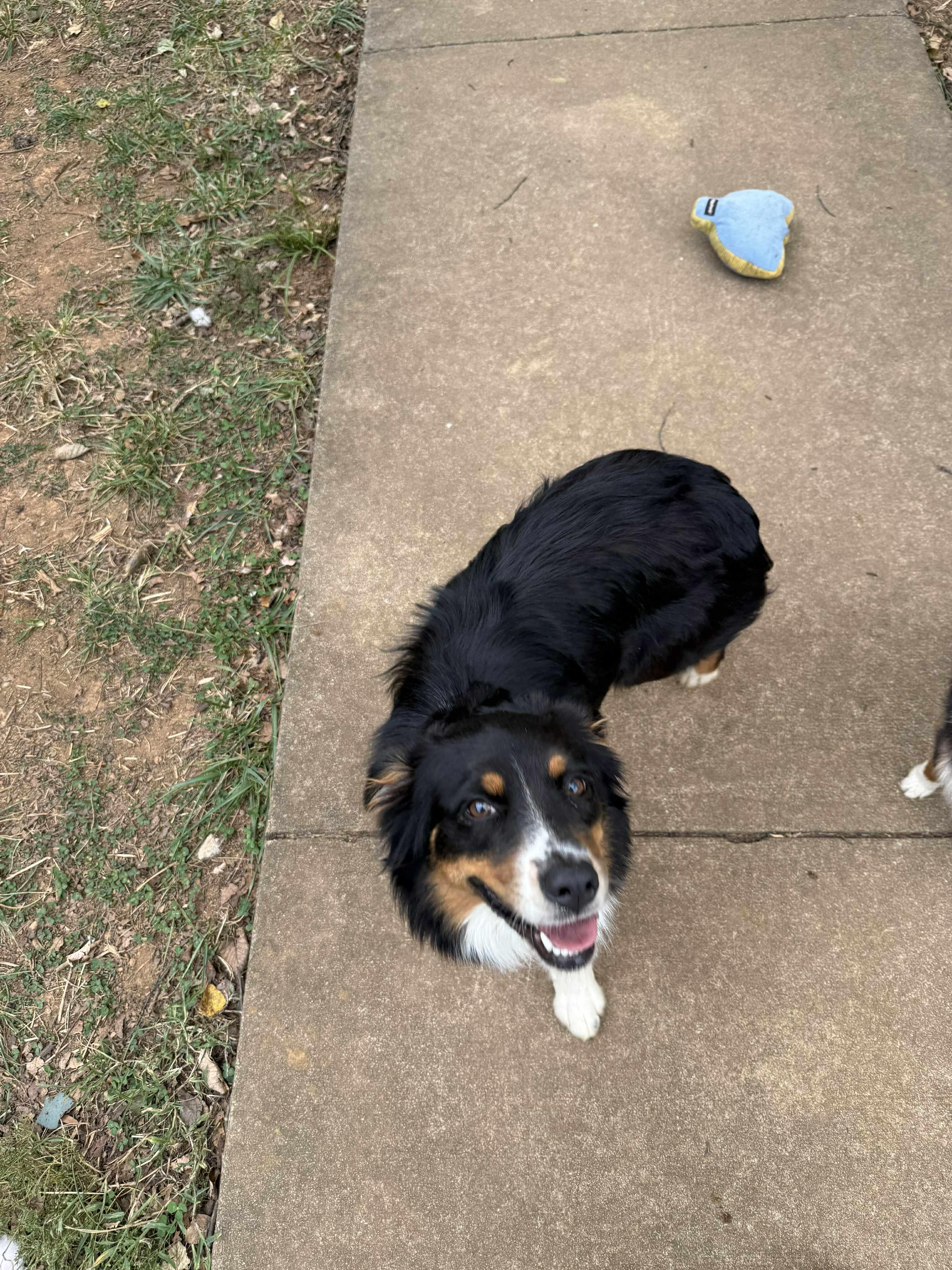 Sailor, a Adopted Australian Shepherd in Pittsboro, NC image 2/6