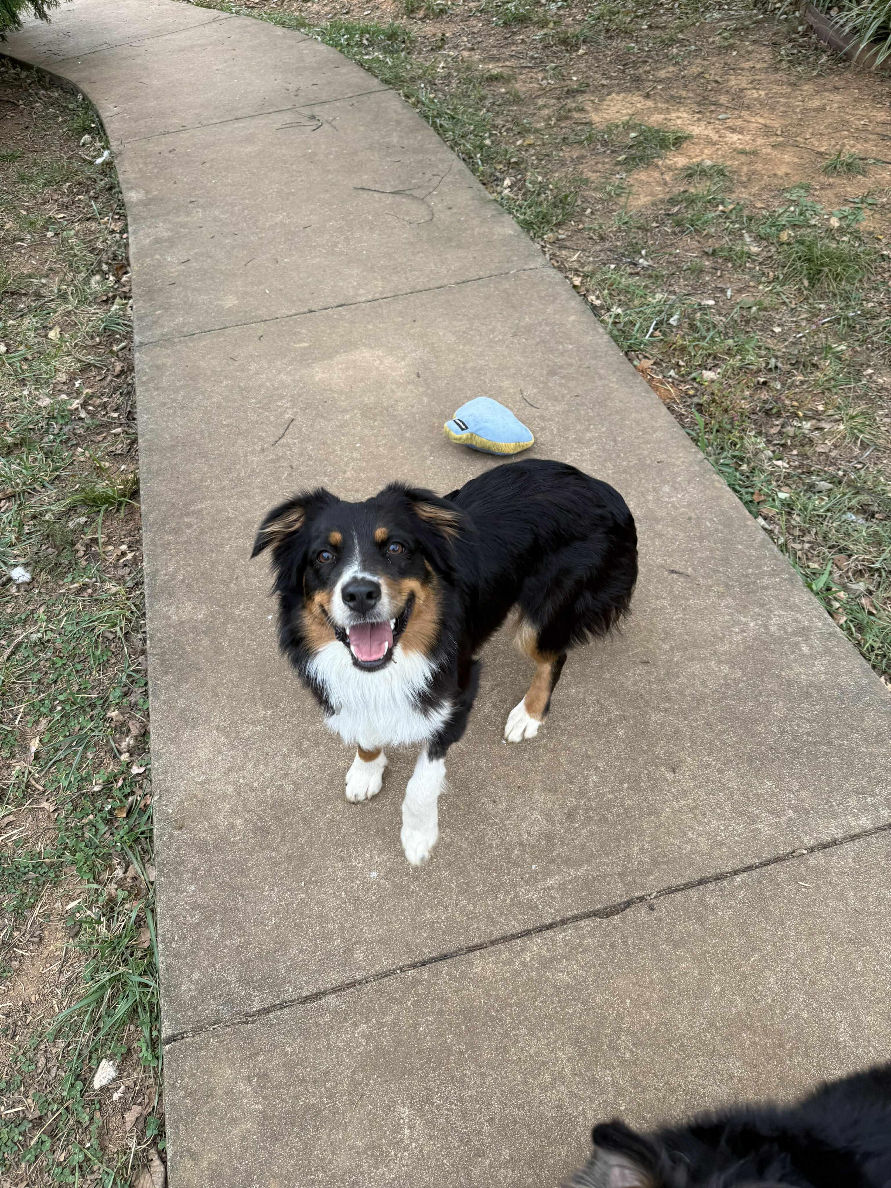 Sailor, Adopted, Young Female Australian Shepherd.