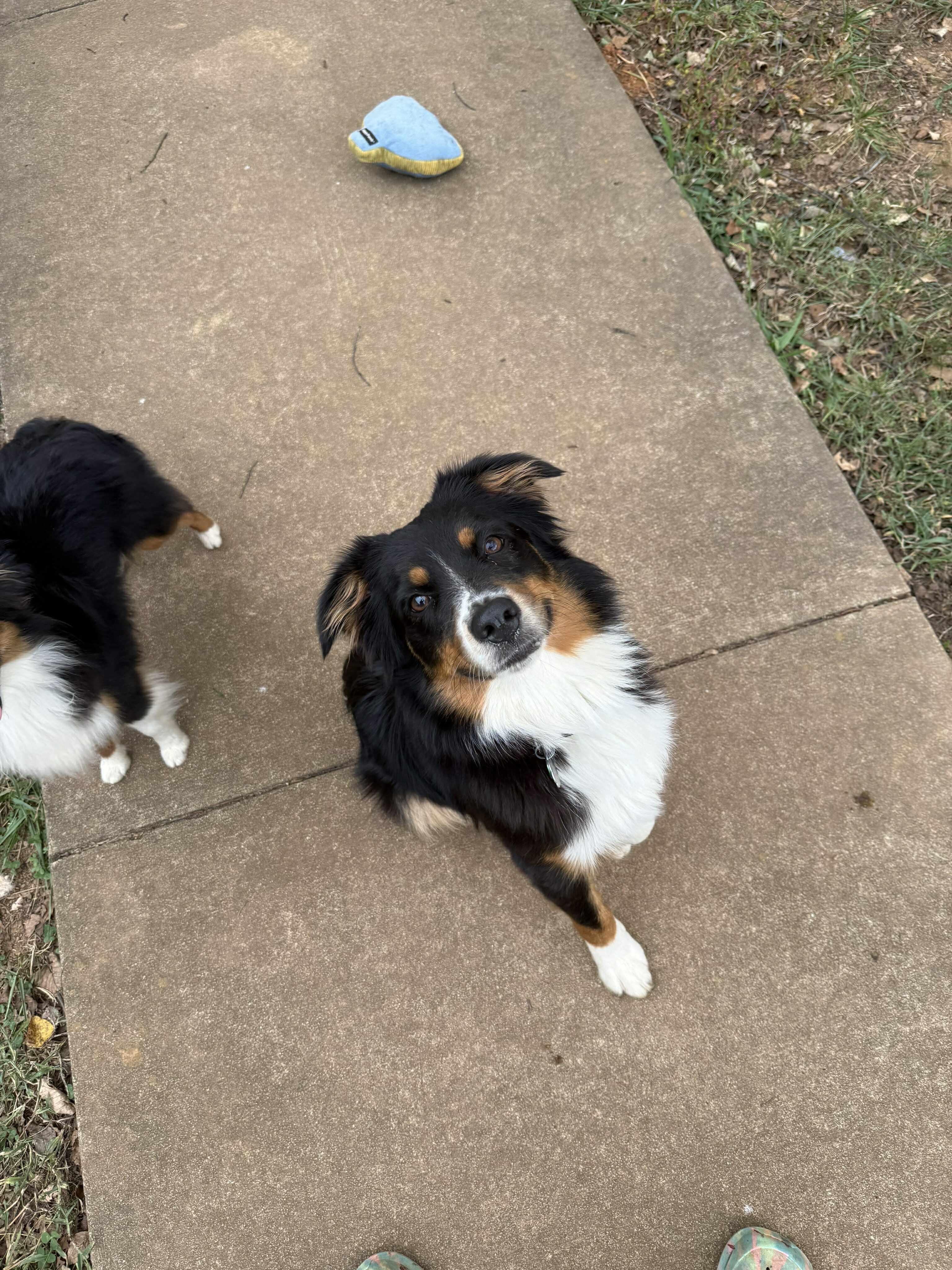 Sailor, a Adopted Australian Shepherd in Pittsboro, NC image 3/6