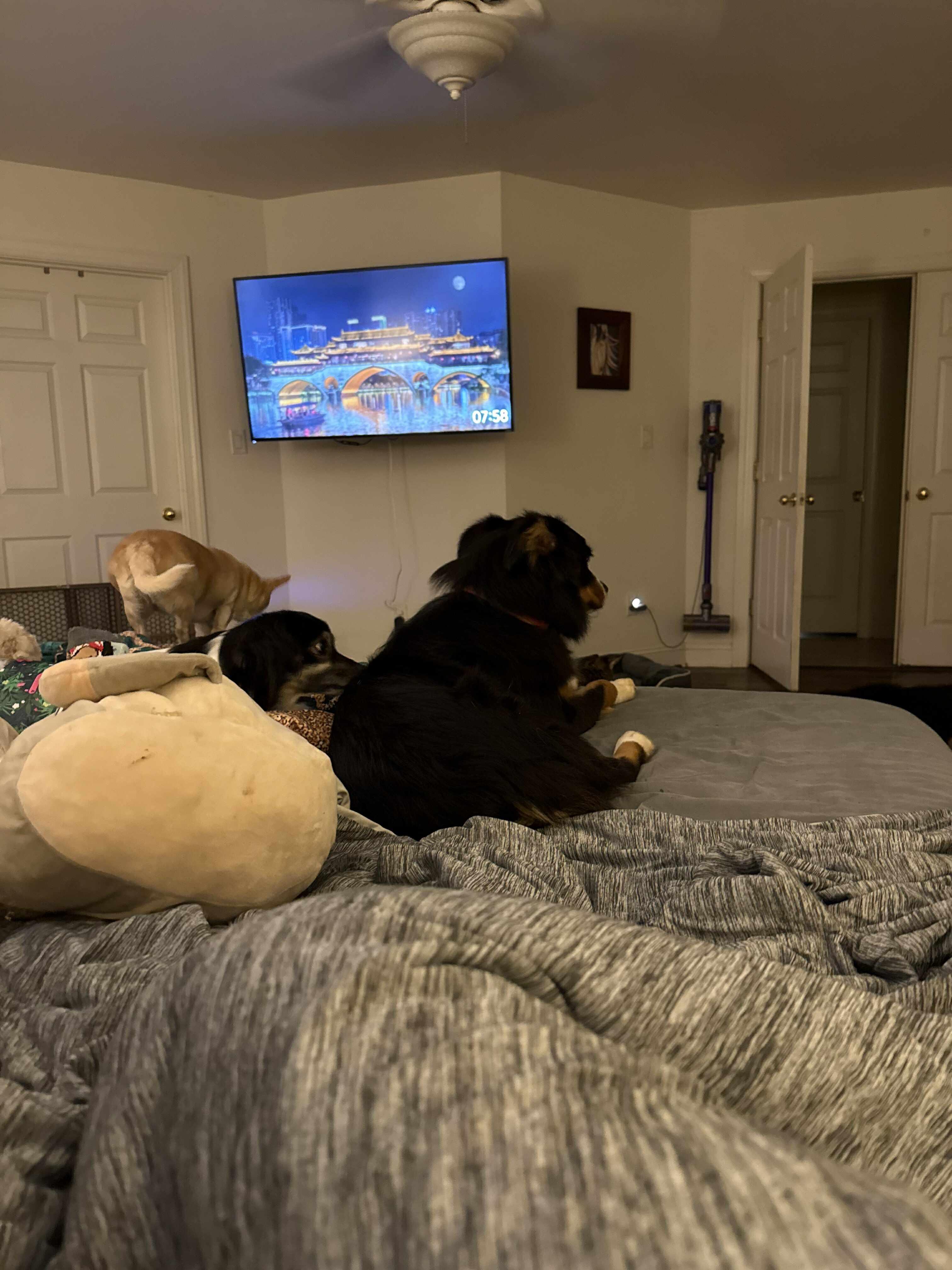 Sailor, a Adopted Australian Shepherd in Pittsboro, NC image 4/6