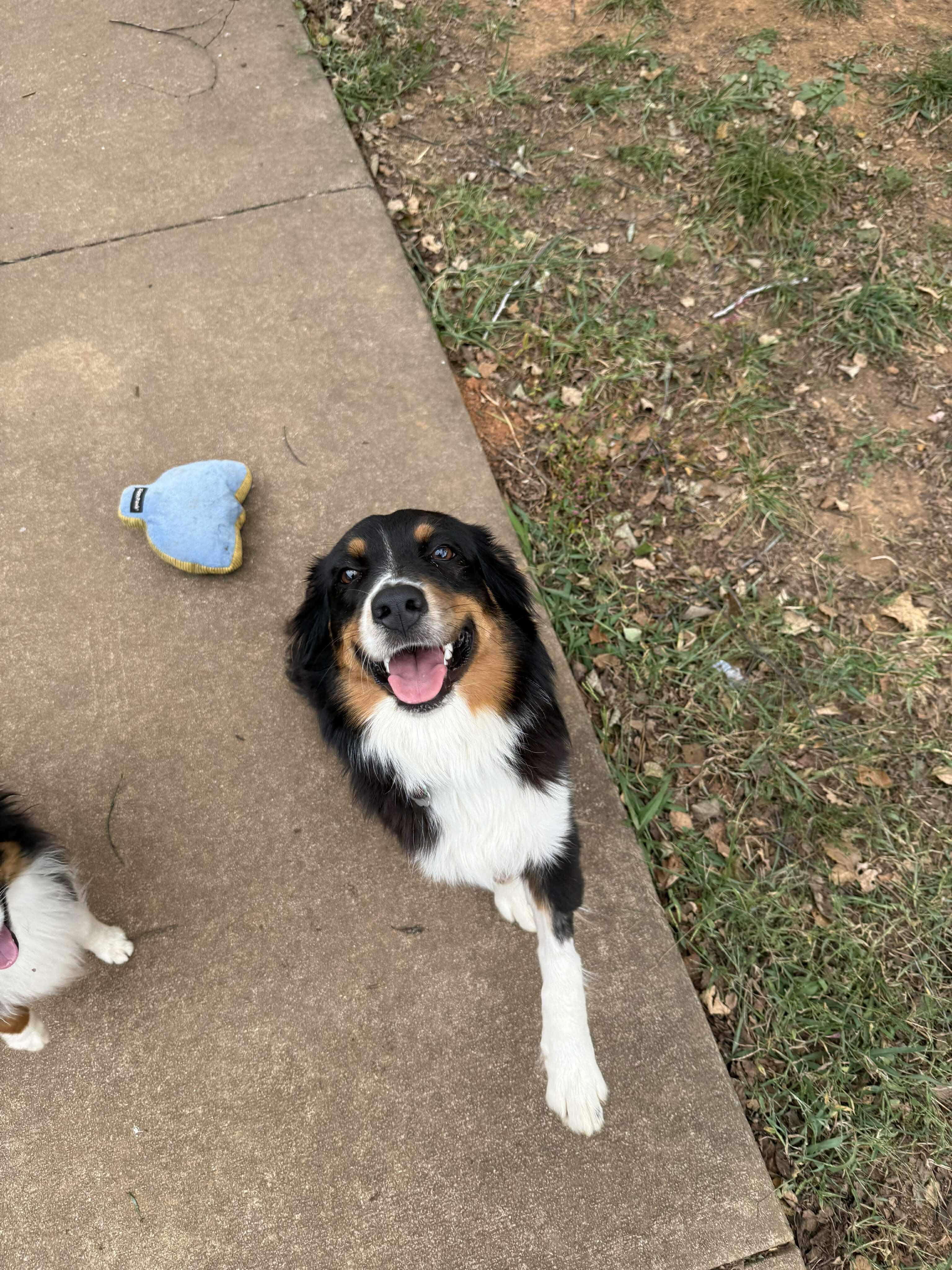 Sailor, a Adopted Australian Shepherd in Pittsboro, NC image 5/6