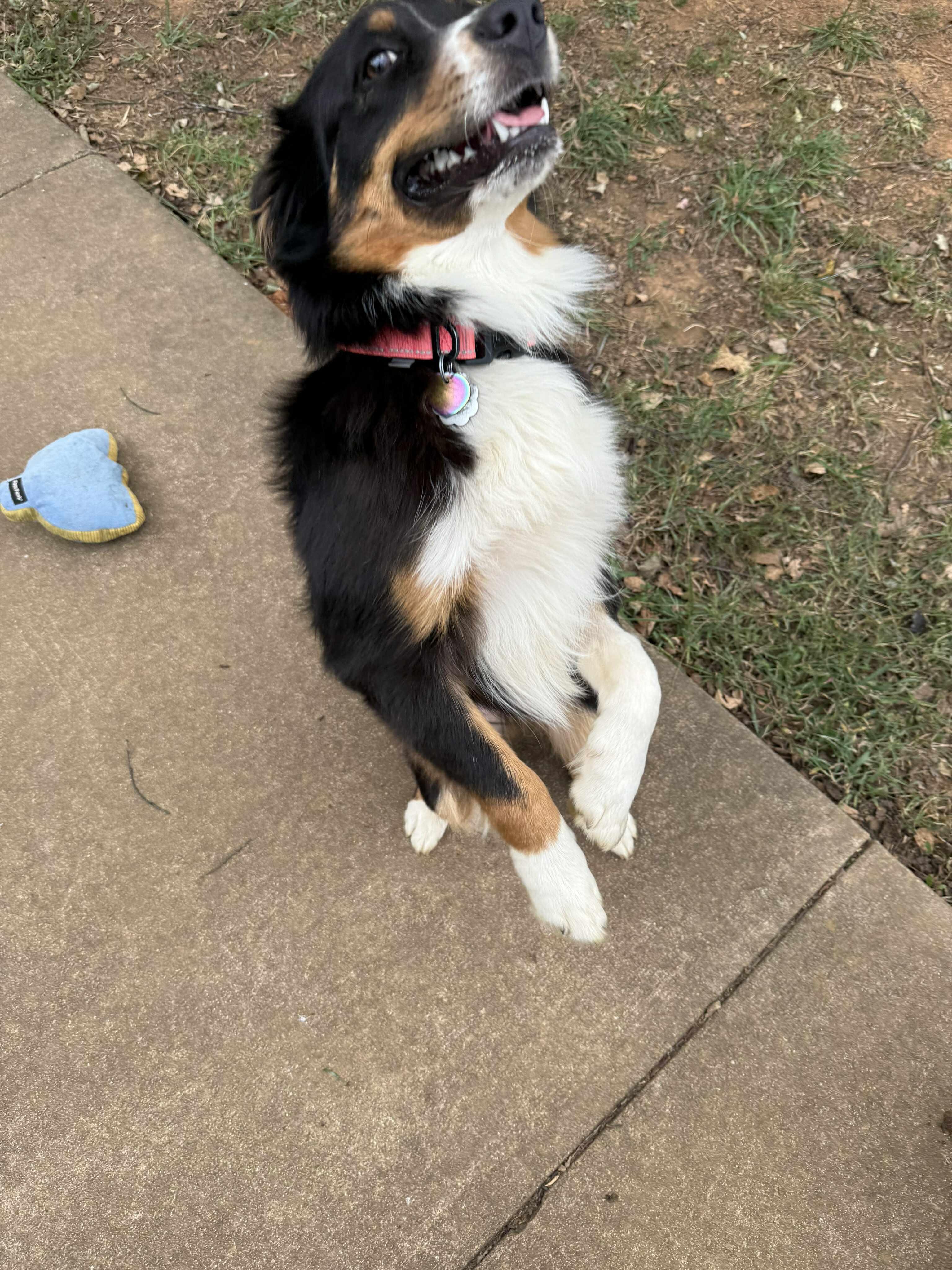 Sailor, a Adopted Australian Shepherd in Pittsboro, NC image 6/6