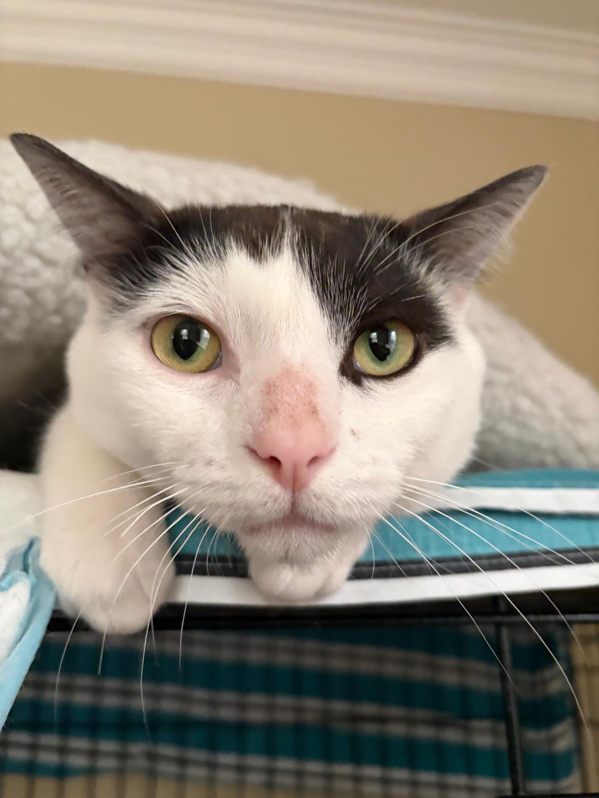 Enlarge Stevie, a Adopted mixed breed in Markham, ON image 2/3
