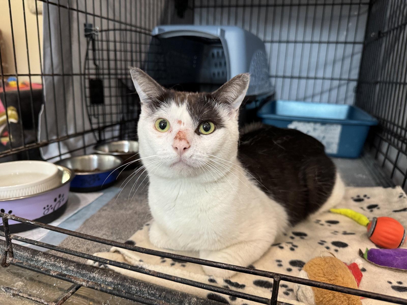 Enlarge Stevie, a Adopted mixed breed in Markham, ON image 3/3