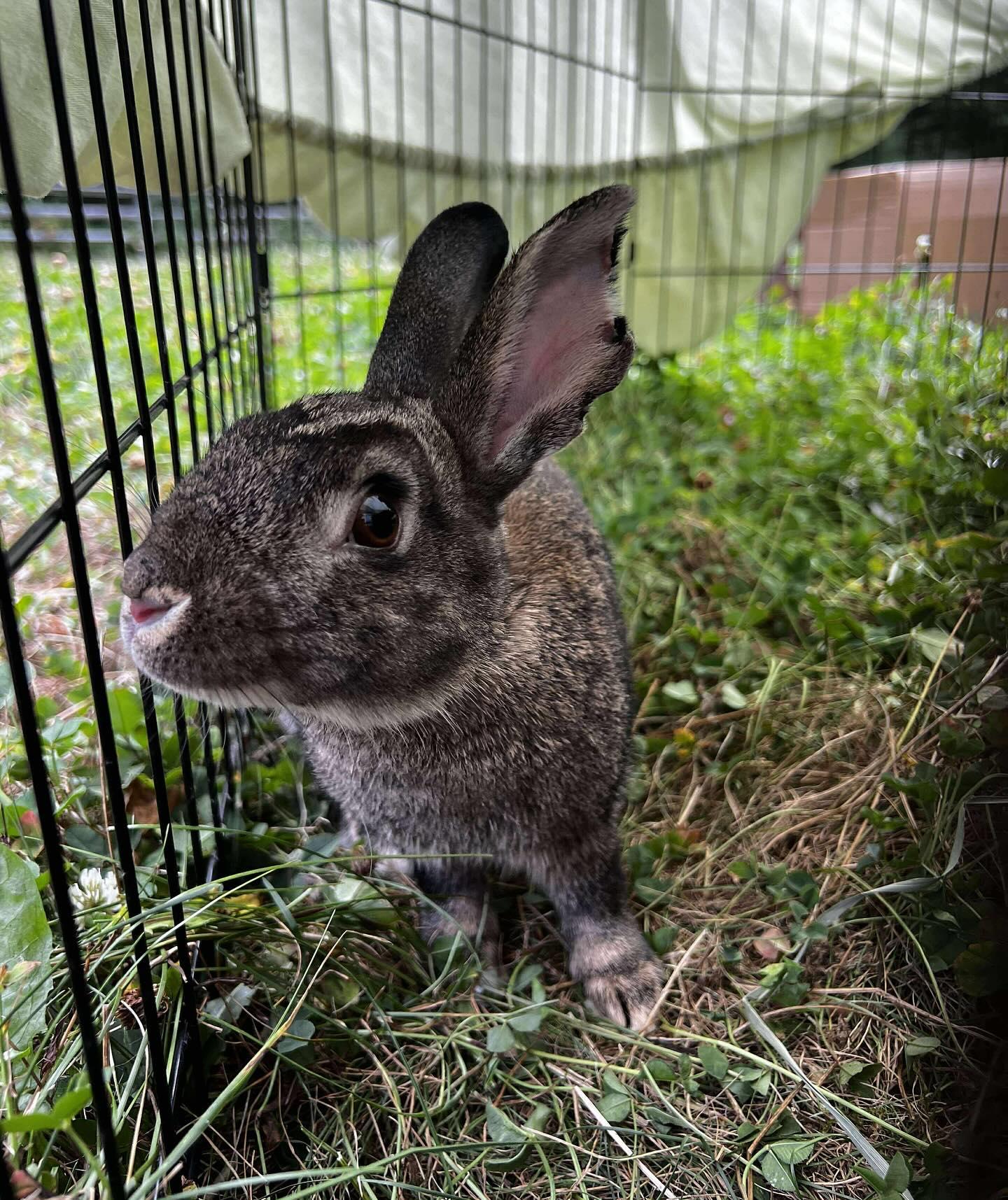 Linus, a Adoptable mixed breed in Portland, ME image 6/6