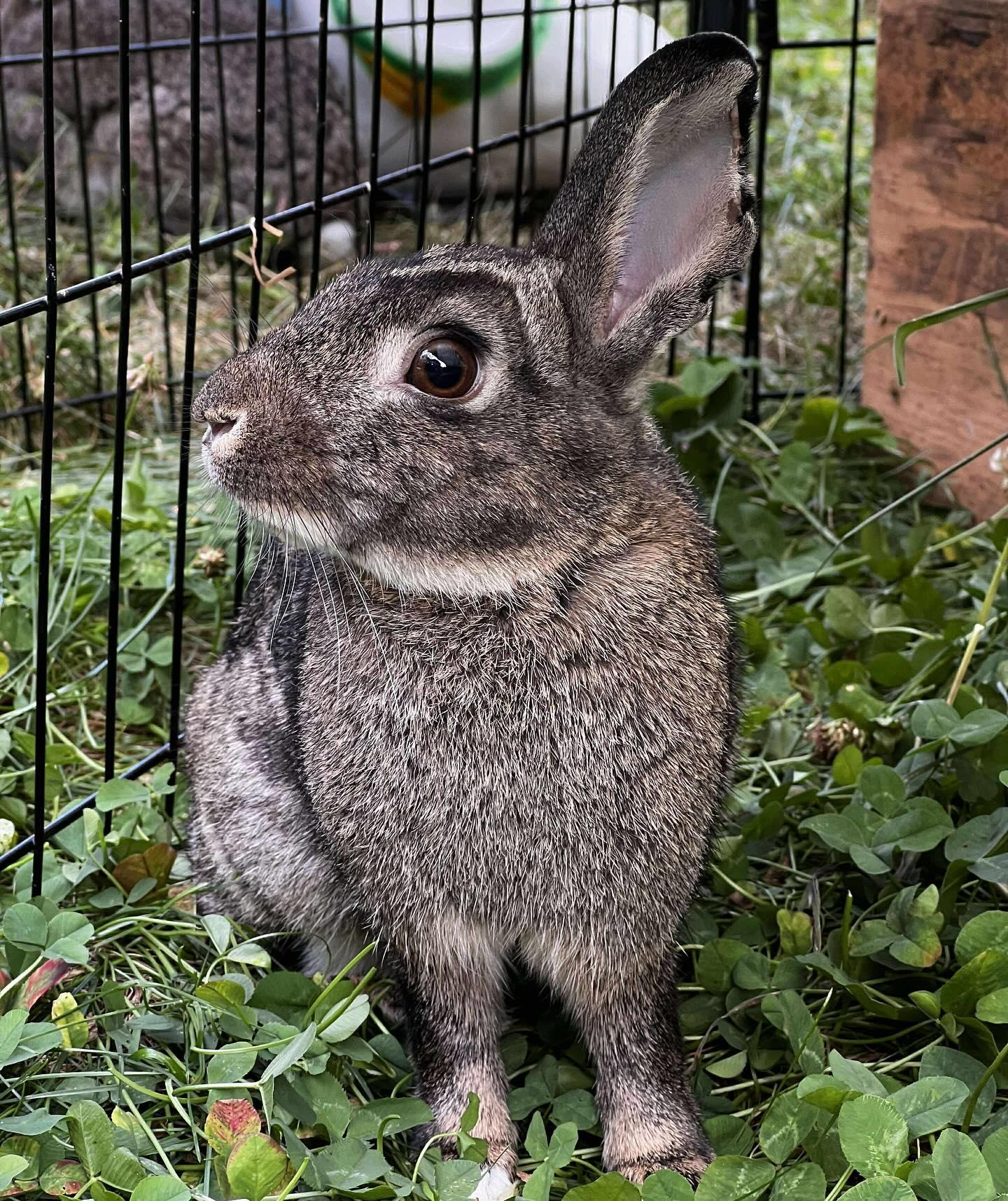 Linus, a Adoptable mixed breed in Portland, ME image 4/6