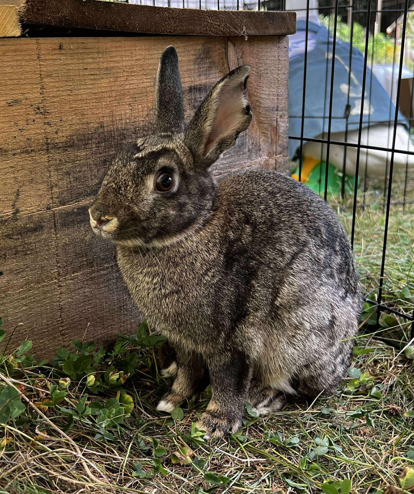 Linus, a Adoptable mixed breed in Portland, ME image 5/6
