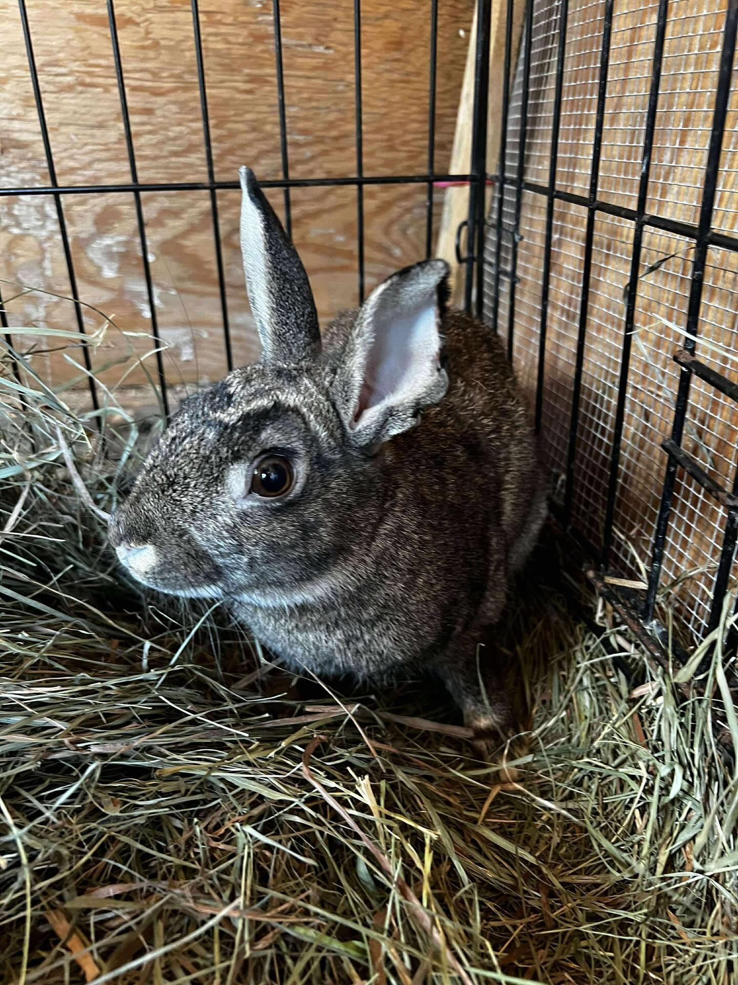 Linus, a Adoptable mixed breed in Portland, ME image 2/6