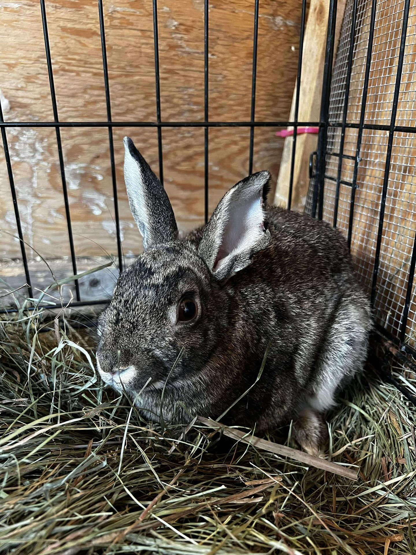 Linus, a Adoptable mixed breed in Portland, ME image 3/6