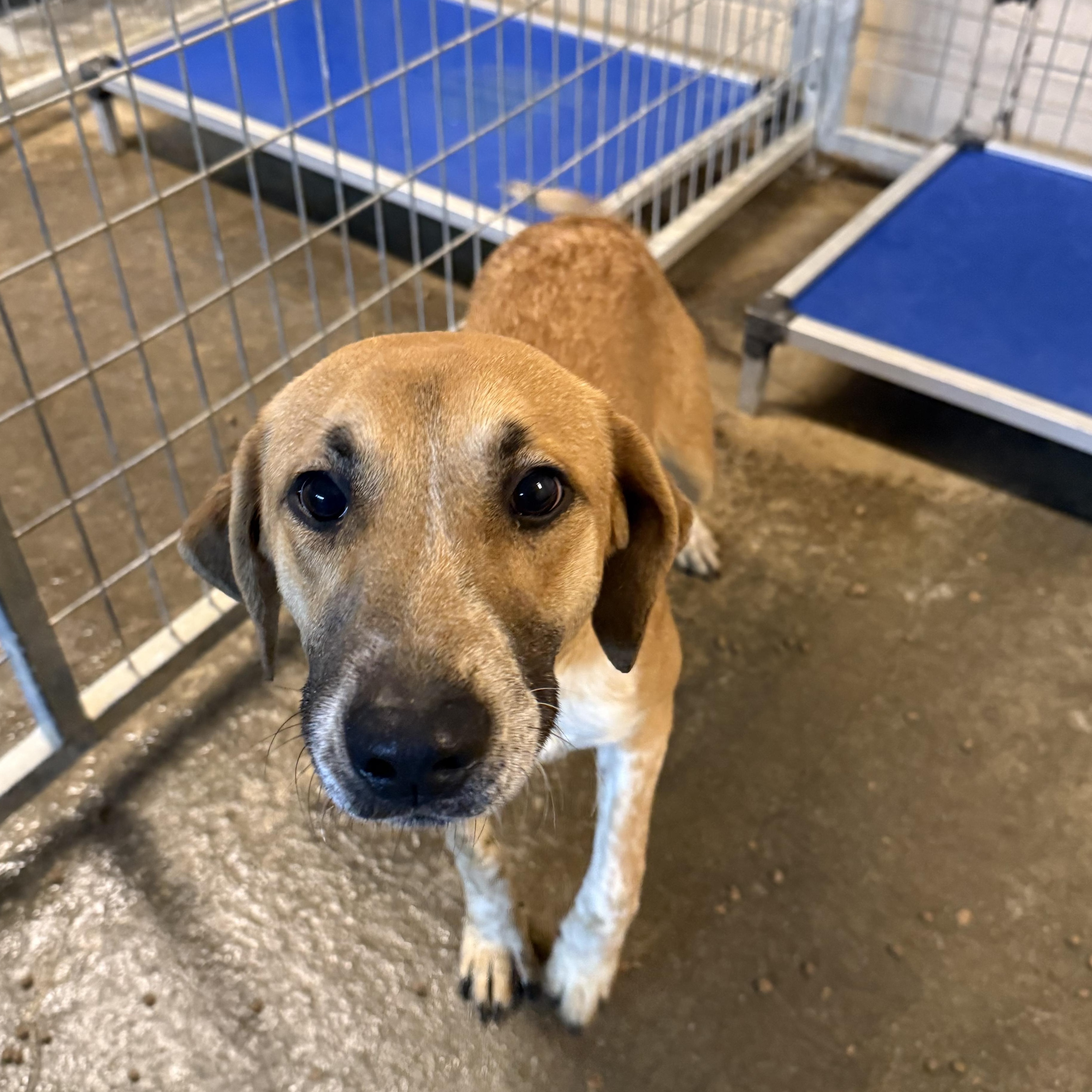 Enlarge Chief, a Adoptable mixed breed in Lewisburg, TN image 1/2