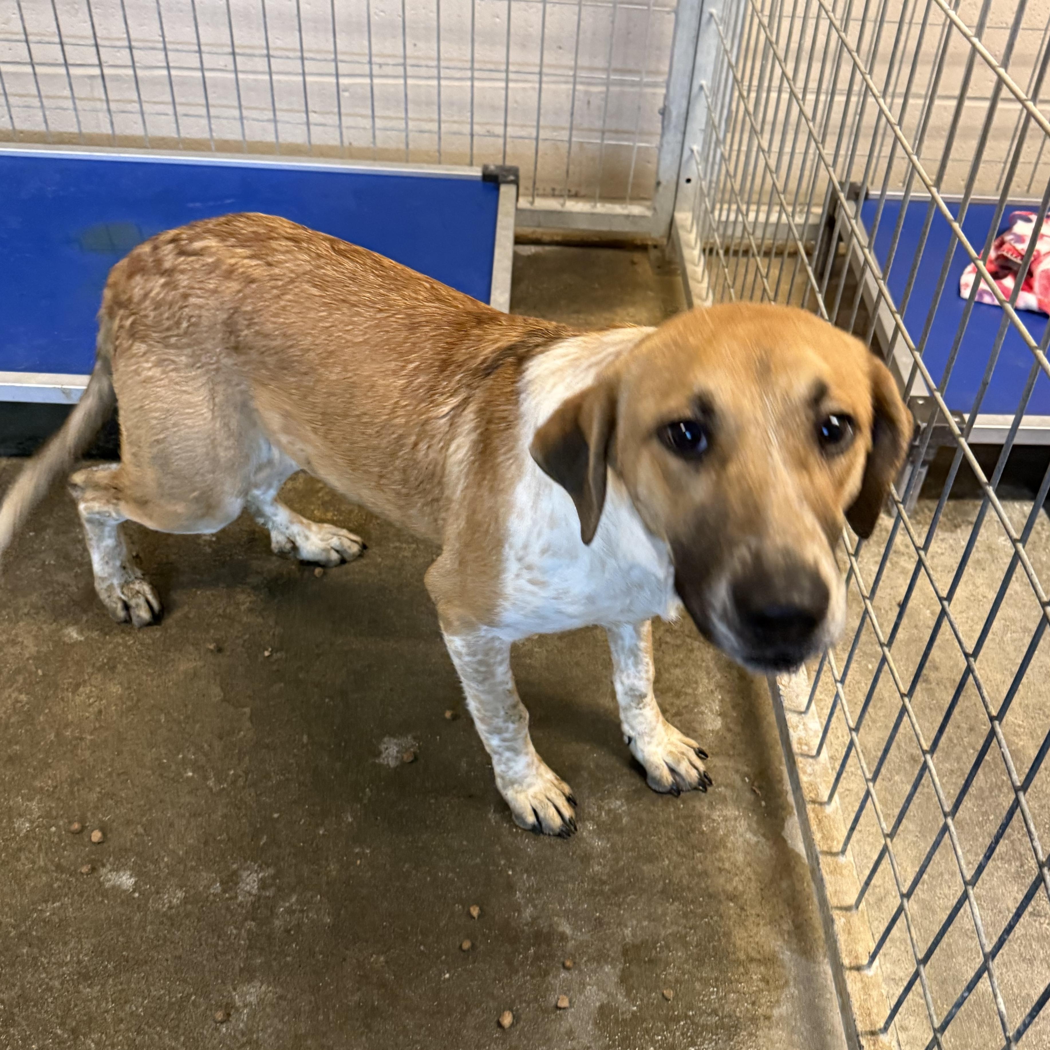 Enlarge Chief, a Adoptable mixed breed in Lewisburg, TN image 2/2