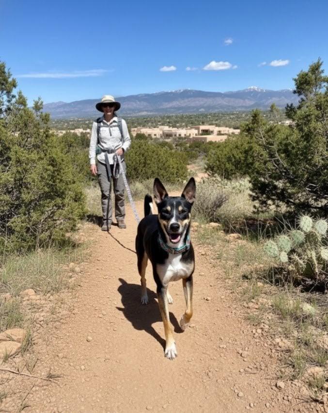 LILY, ADOPTABLE, Adult Female Cattle Dog & Australian Kelpie.