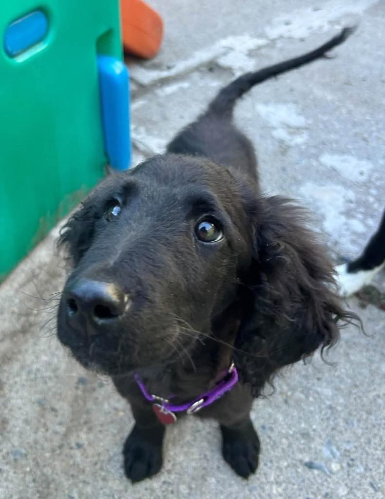 Enlarge Bogey, a Adoptable mixed breed in Warren, MI image 3/6