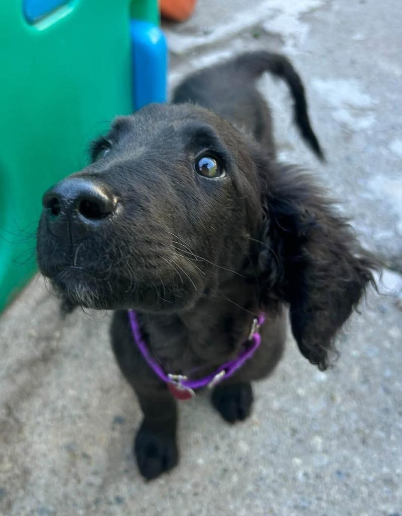 Enlarge Bogey, a Adoptable mixed breed in Warren, MI image 5/6