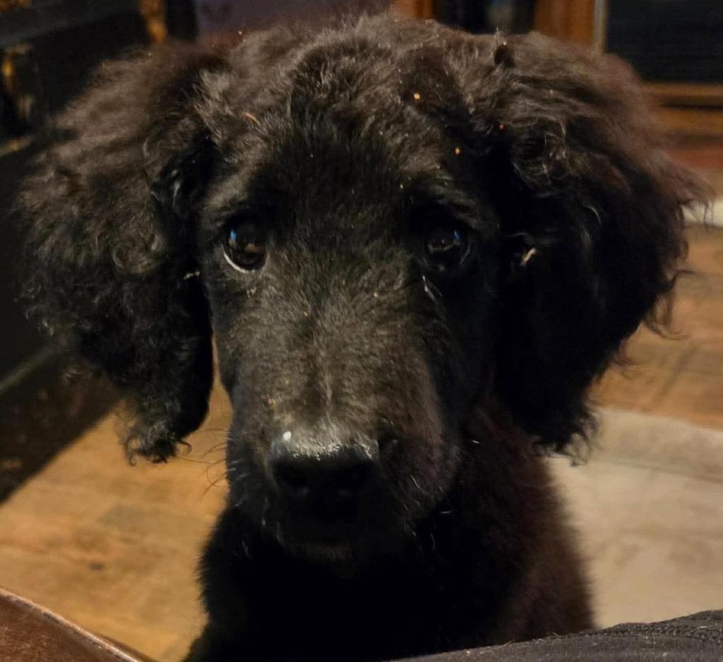 Enlarge Bogey, a Adoptable mixed breed in Warren, MI image 6/6