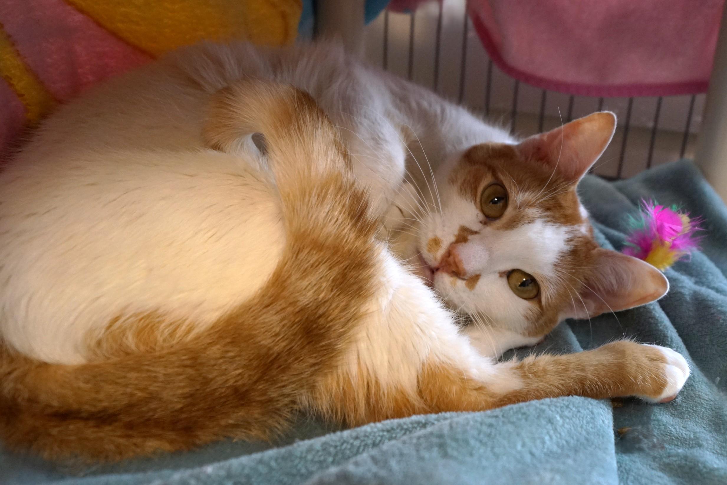 Benji, an adopted Domestic Short Hair in New Milford, CT image 5/6