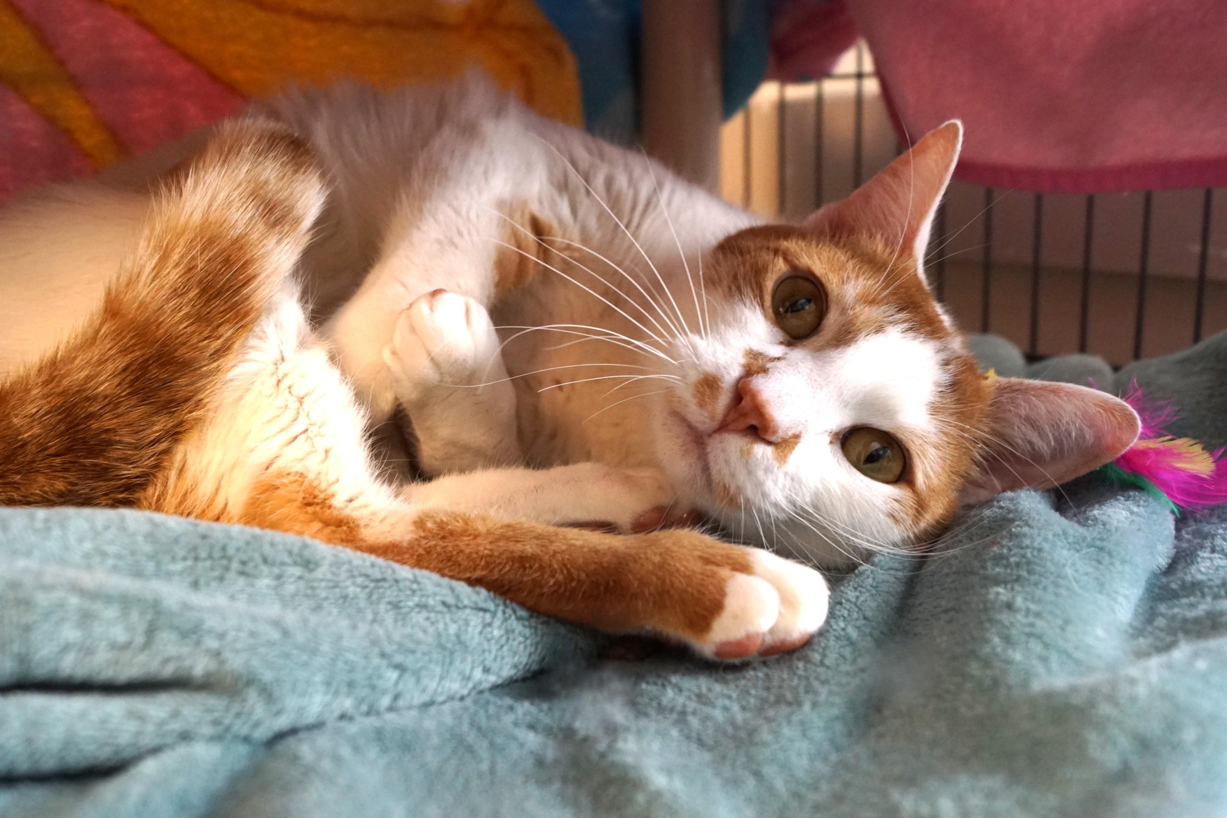 Benji, adopted, Adult Male Domestic Short Hair.