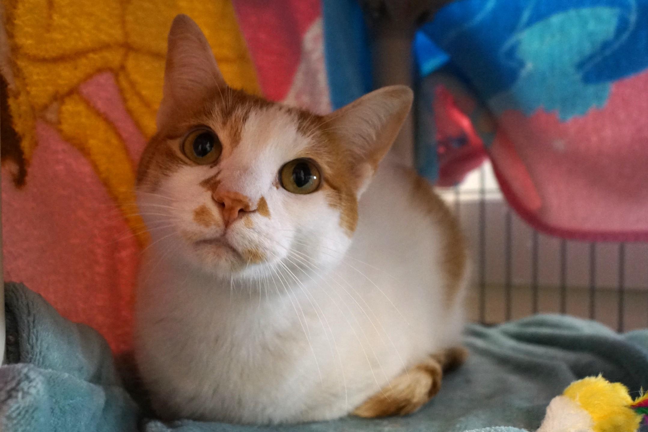 Benji, an adopted Domestic Short Hair in New Milford, CT image 2/6