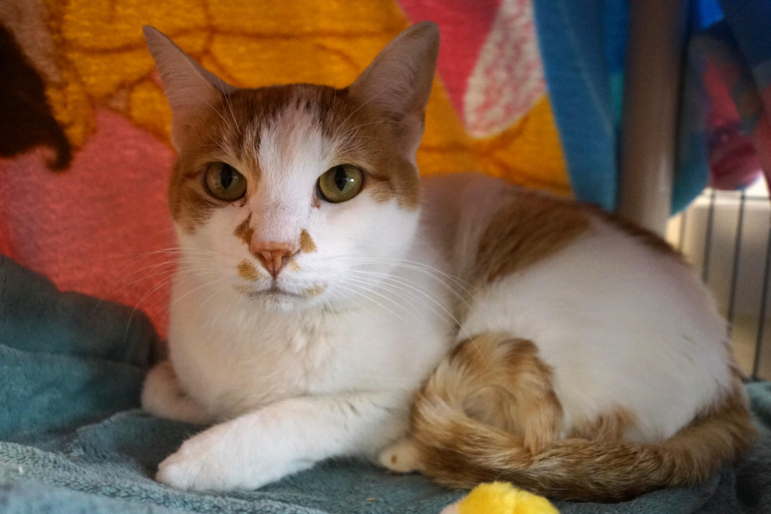 Benji, an adopted Domestic Short Hair in New Milford, CT image 3/6