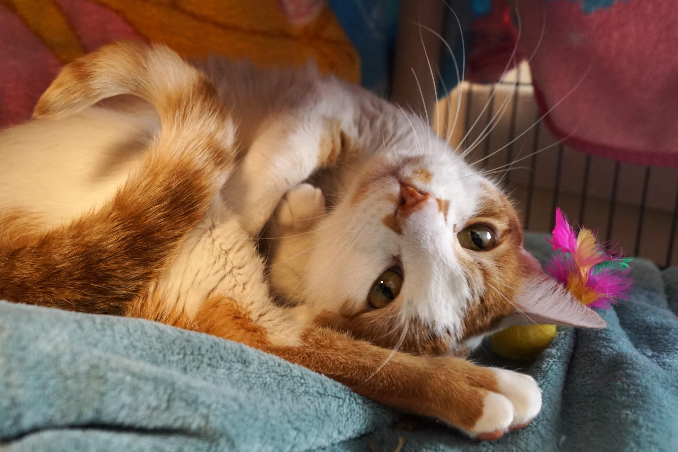 Benji, an adopted Domestic Short Hair in New Milford, CT image 4/6