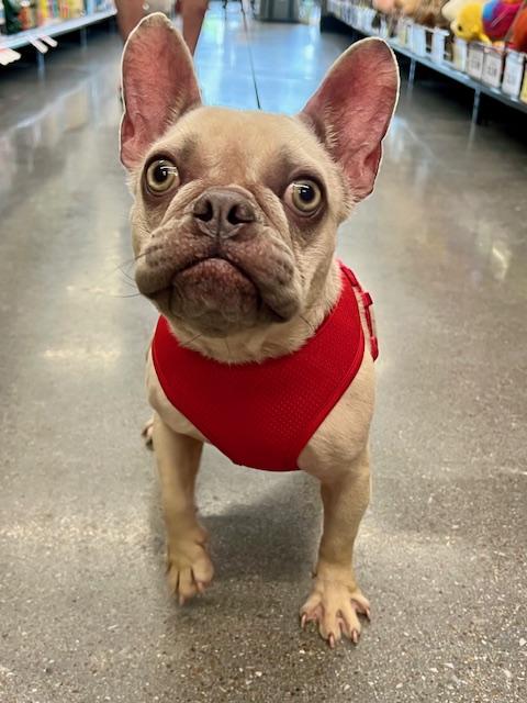 DD (Coming Soon), Adoptable, Young Female French Bulldog.