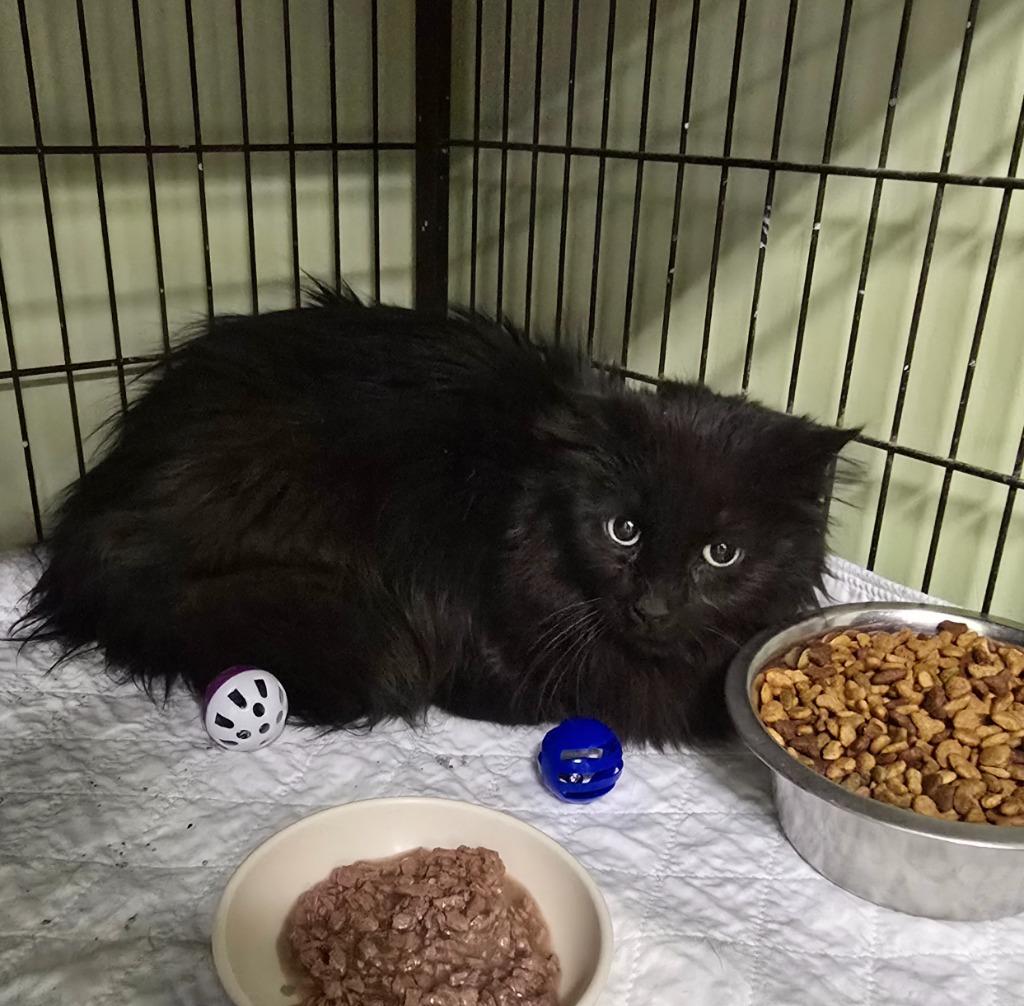 SUE the T. Rex, Adoptable, Adult Female Domestic Medium Hair.