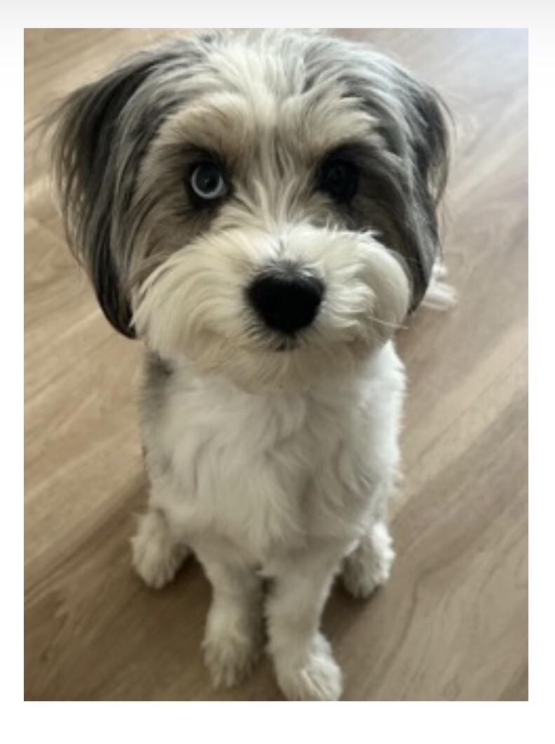 Oreo, Adoptable, Adult Male Miniature Poodle & Australian Shepherd.
