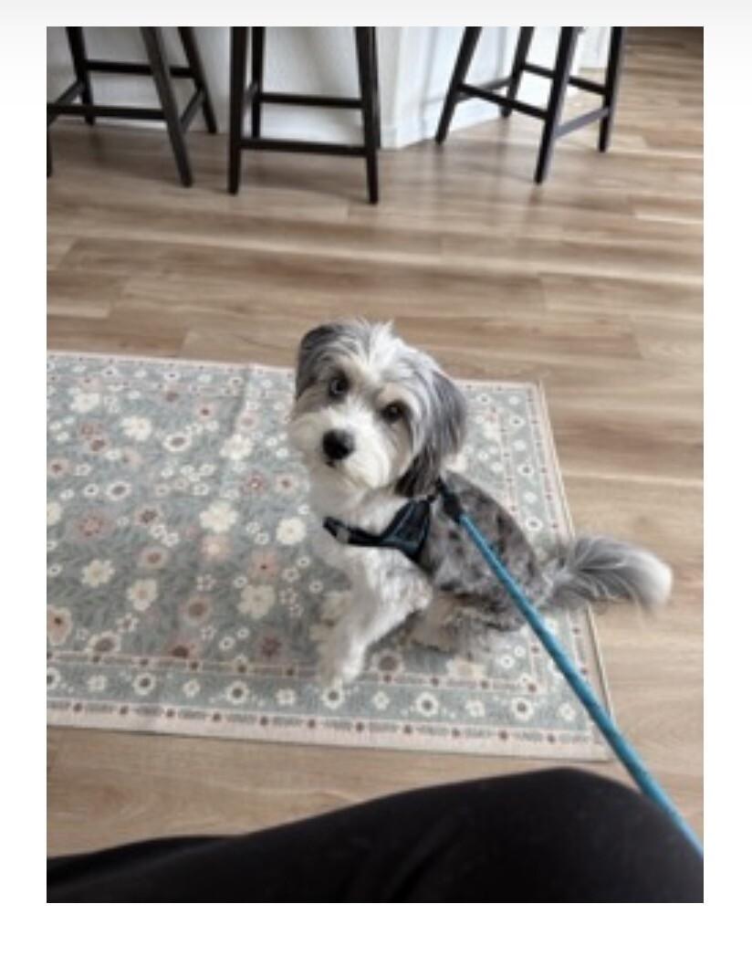 Enlarge Oreo, a Adoptable mixed breed in Anthem, AZ image 2/2