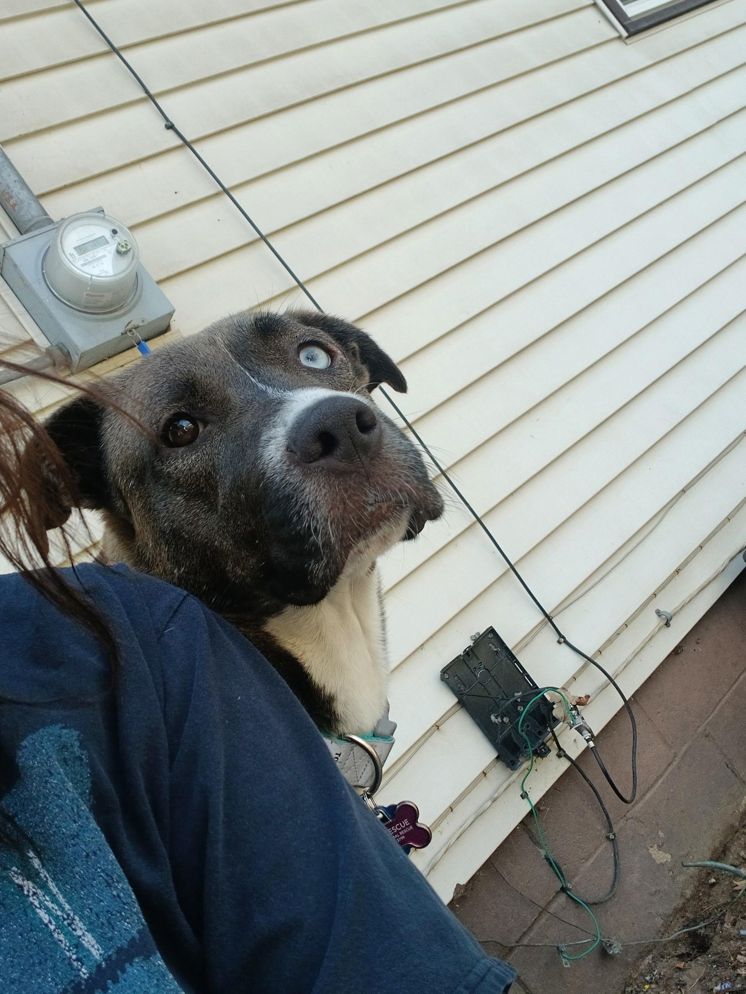 Enlarge Ambrosia, a ADOPTABLE mixed breed in Greenwood, IN image 5/5