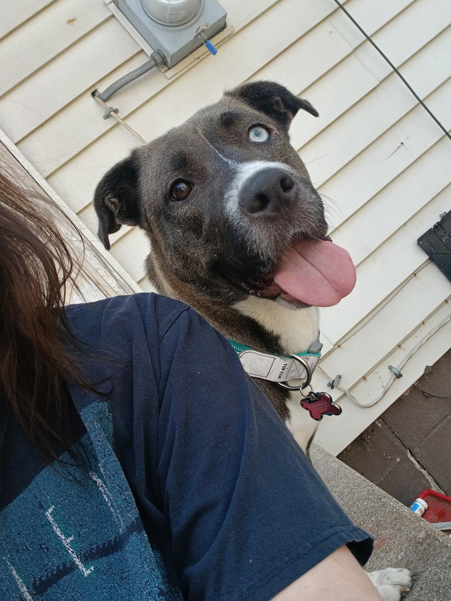 Enlarge Ambrosia, a ADOPTABLE mixed breed in Greenwood, IN image 4/5