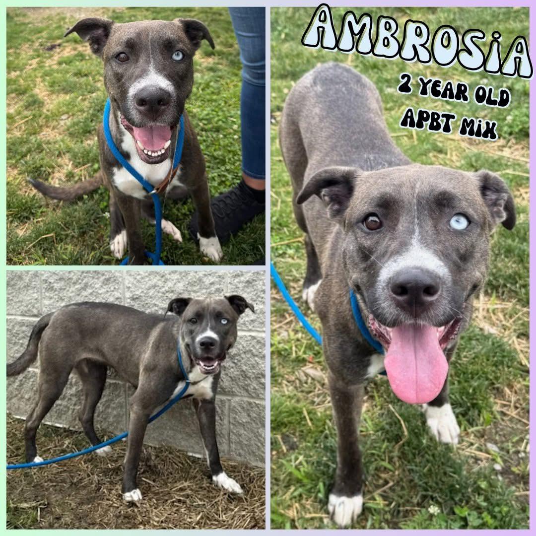Ambrosia, ADOPTABLE, Young Female Mixed Breed.