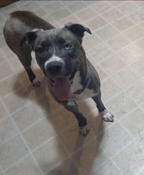 Enlarge Ambrosia, a ADOPTABLE mixed breed in Greenwood, IN image 2/5