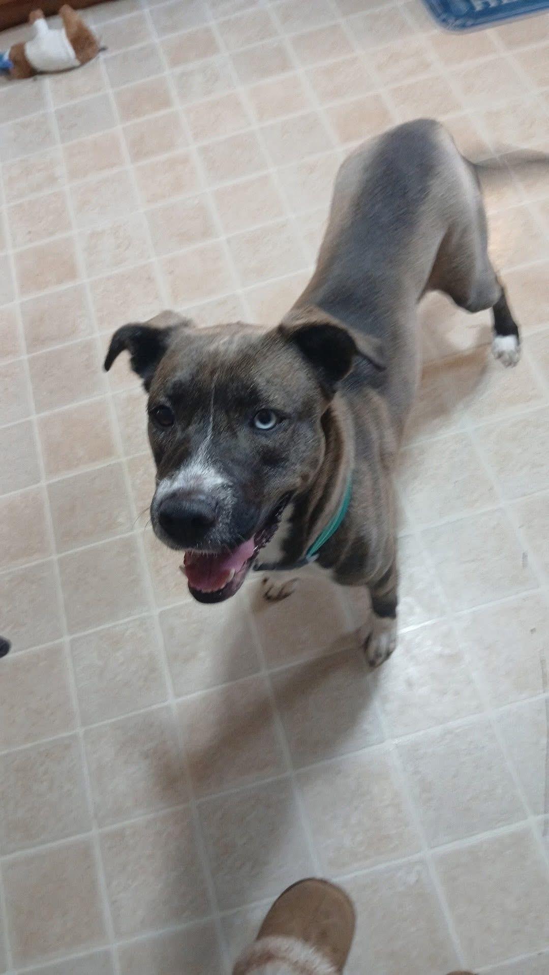 Enlarge Ambrosia, a ADOPTABLE mixed breed in Greenwood, IN image 3/5