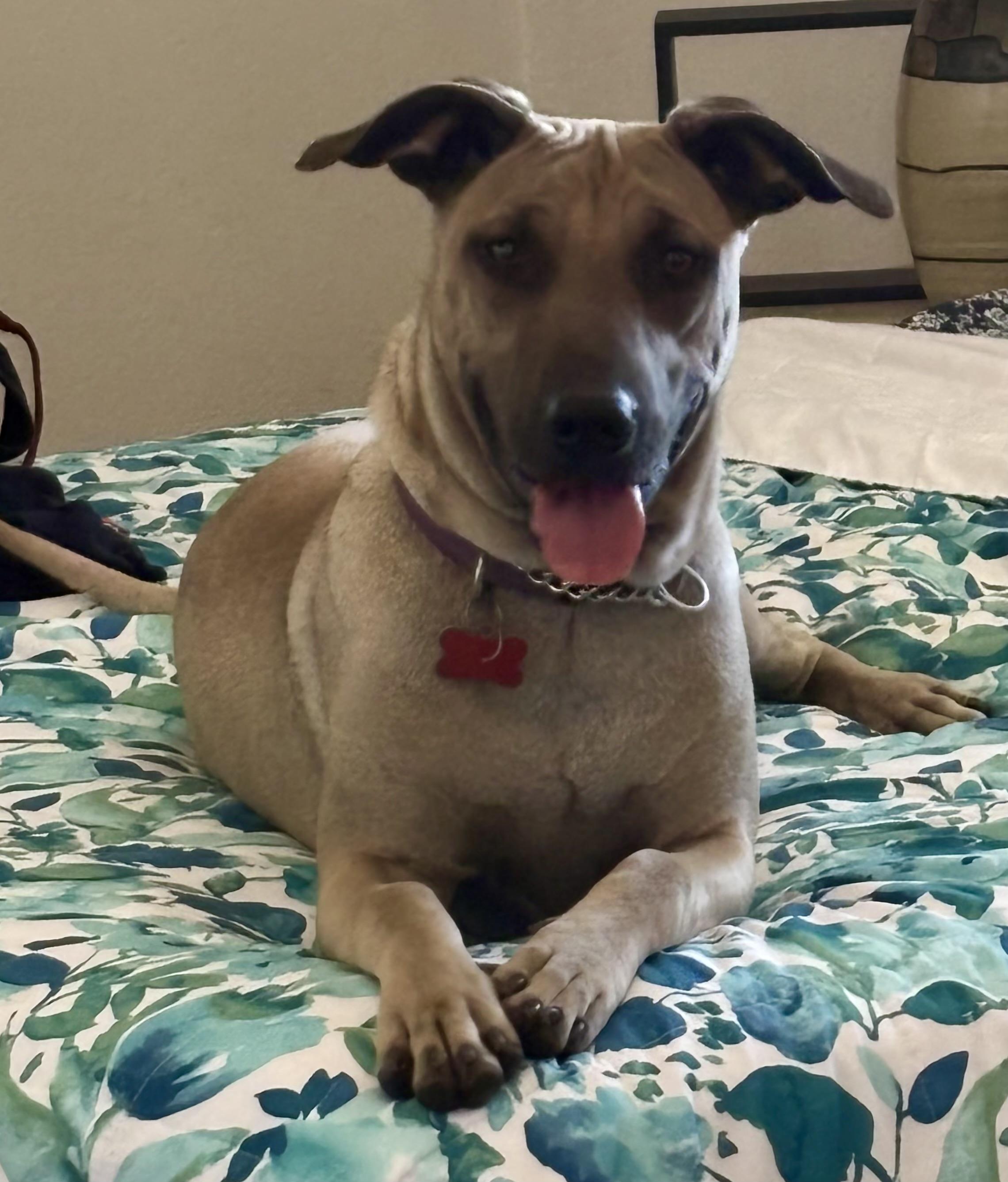 Leilani, Adoptable, Young Female Belgian Shepherd / Malinois & German Shepherd Dog.